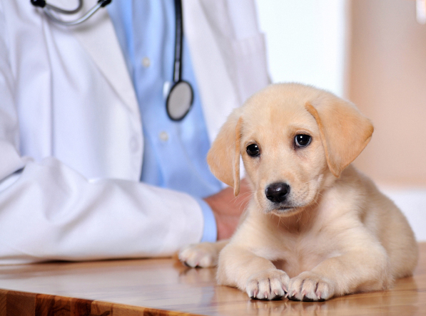 West Hollywood, CA. Pet Clinic Insurance